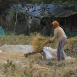 Hindari Gagal Panen, Petani Percepat Panen Padi