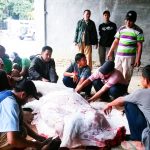 PKS Kabupaten Tangerang Potong 2 Ekor Sapi dan 1 Ekor Kambing