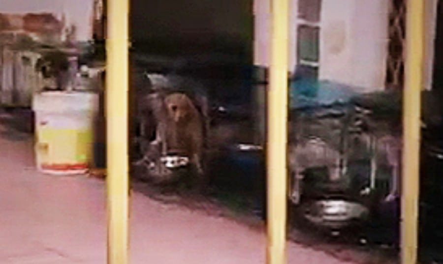 Ternak Anjing dalam Komplek Modernland Tangerang Dikeluhkan Warga