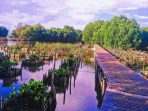 Kawasan Hutan Mangrove Berdampak Positif Bagi Nelayan dan Warga