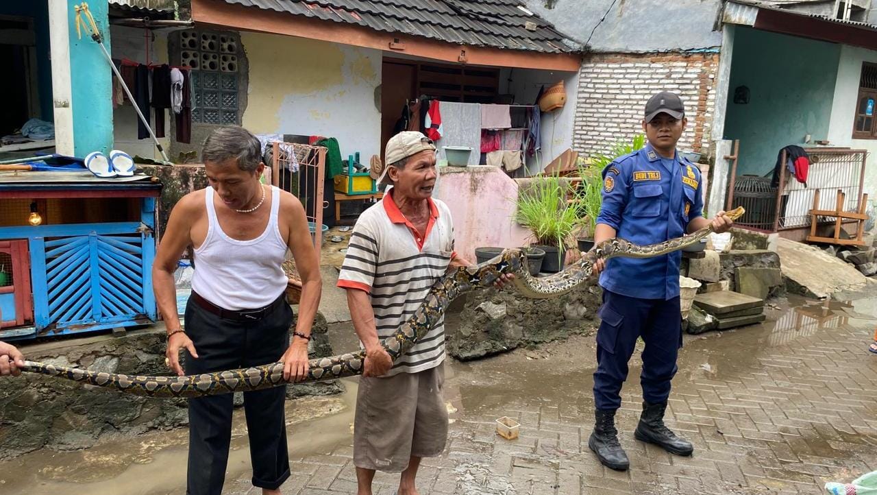Seekor ular sanca batik jatuh ke kamar tidur warga di binong, tangerang evakuasi cepat oleh petugas pemadam kebakaran.