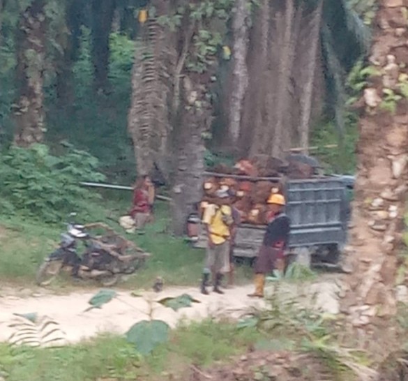 Pegiat Lingkungan Kesal, Lahan Sitaan Satgas Dikuasai Kelompok Tertentu