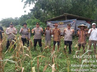 Polresta Tangerang panen jagung hibrida di Panongan dukung ketahanan pangan lewat program 1 Desa 2 Hektare bersama petani dan pemerintah desa.