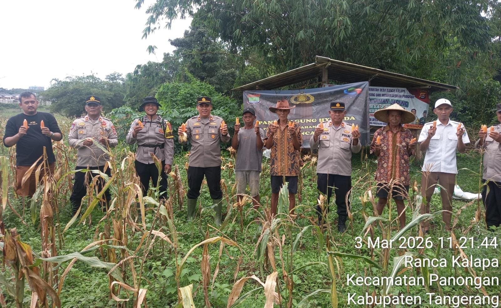 Polresta Tangerang panen jagung hibrida di Panongan dukung ketahanan pangan lewat program 1 Desa 2 Hektare bersama petani dan pemerintah desa.