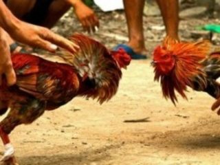 Aktivitas Sabung Ayam di Jatimulya Kosambi Tutup